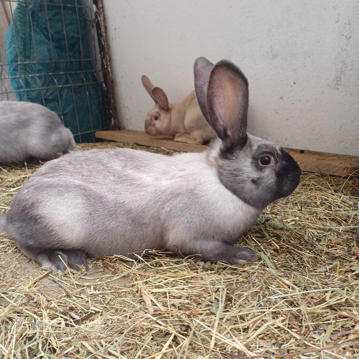 Vând hycole francez și iepuri secuiesc