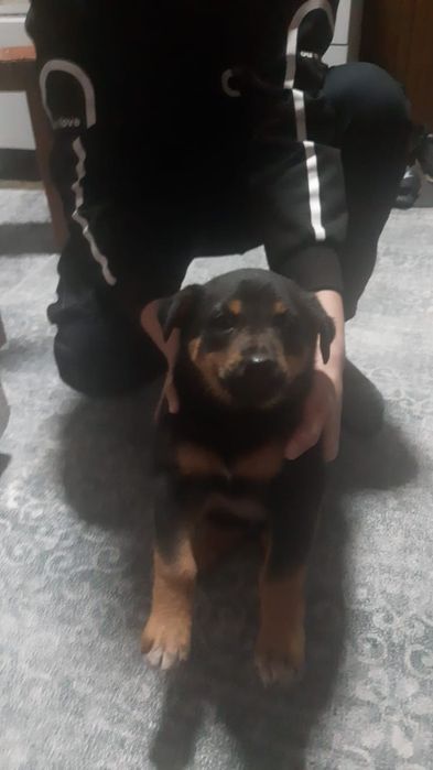 Продам щенка Догермана