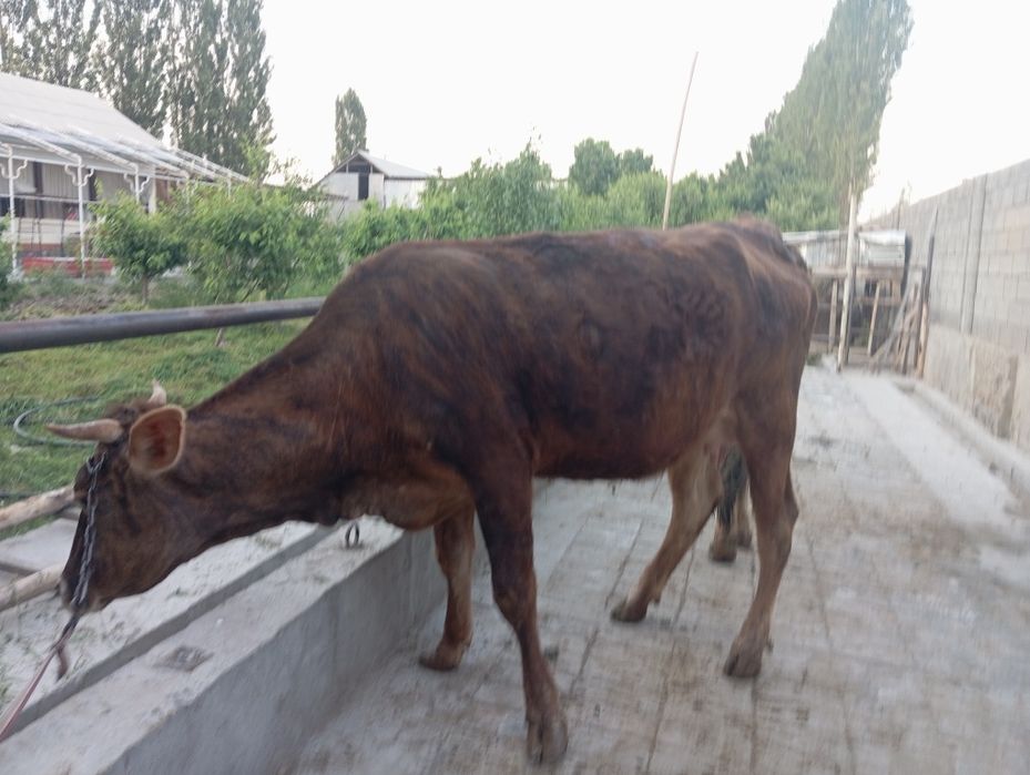 Таргыл сигир сотилади богоз 7ойлик