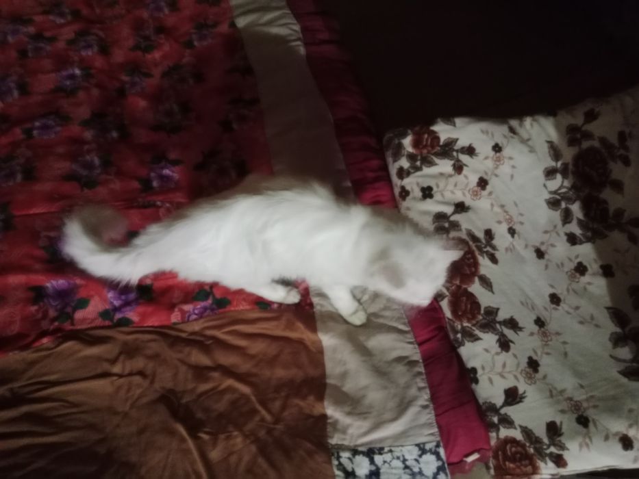 Отдам даром кошечку