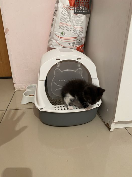 бесплатно дам котенка