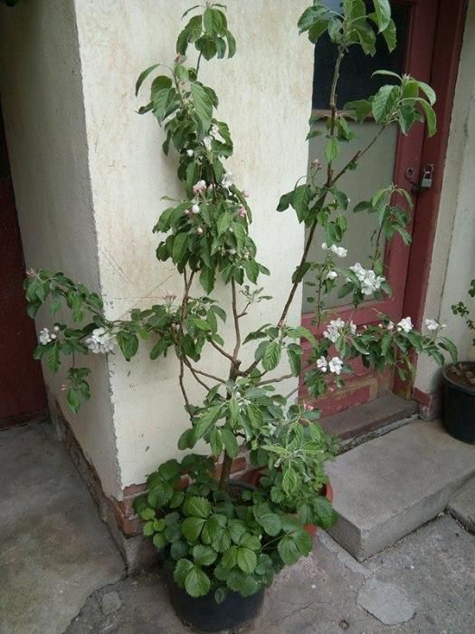 pomi fructiferi in ghiveci