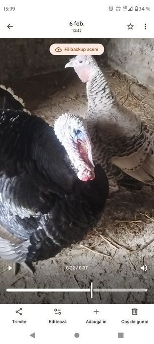 Curcan și curca de anul trecut