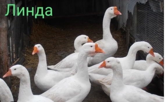 Продам гусят суточных