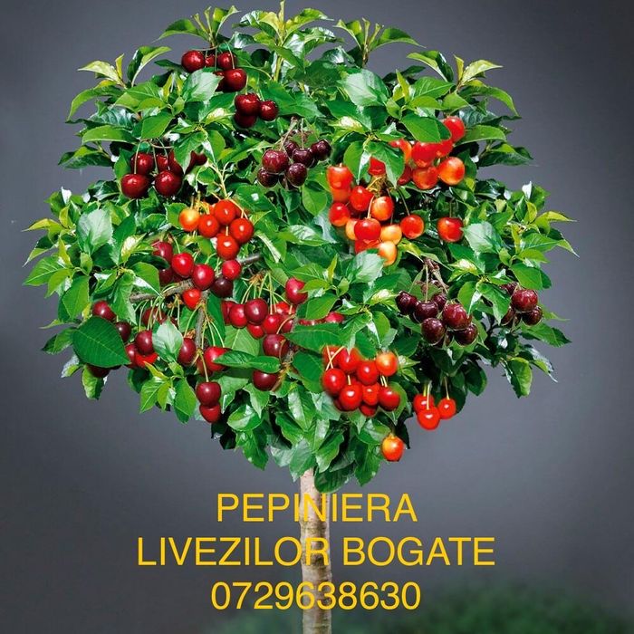 Pomi Fructiferi Certificați Anul 3 De Vegetație