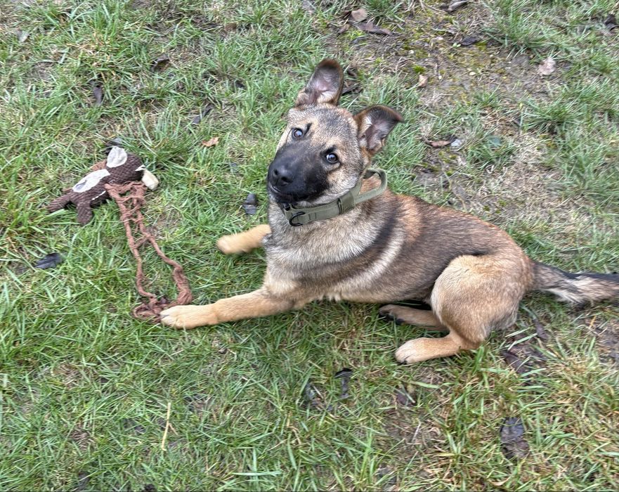 mix de ciobanesc belgian spre adoptie