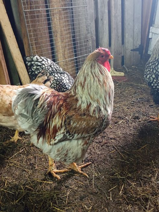 Cocosi wyandotte argintiu,GSG,Splesh