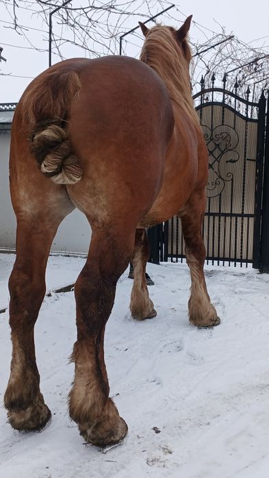 De vânzare armăsar