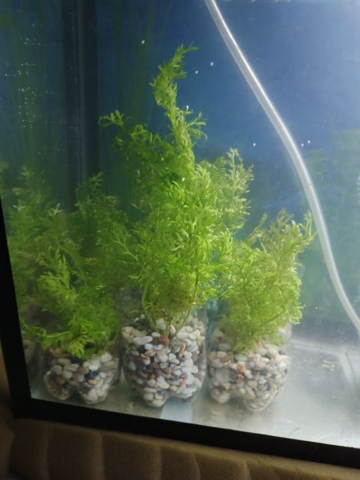 Аквариумные растения!