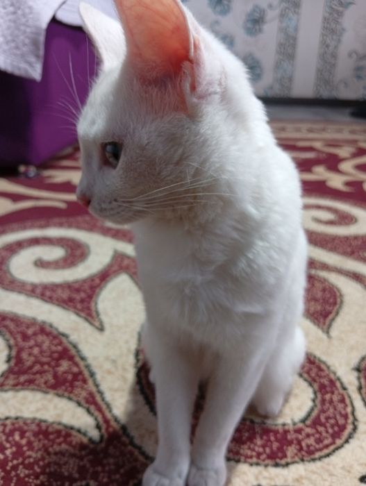Ласковая и тактильная кошка