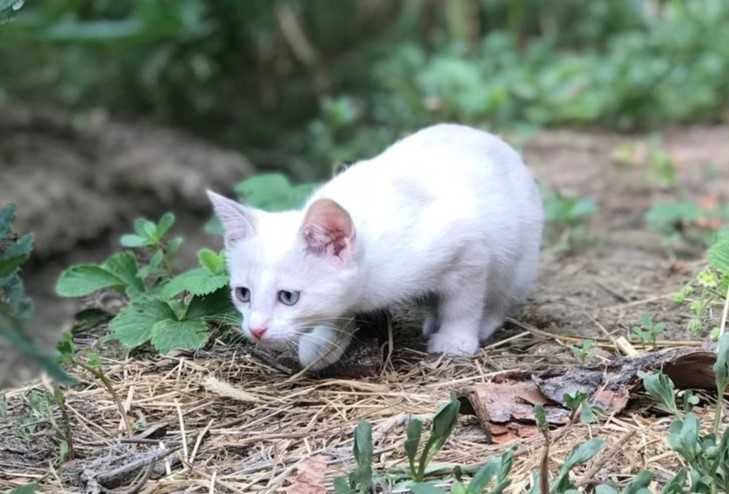 Котёнок 2.5 месяца