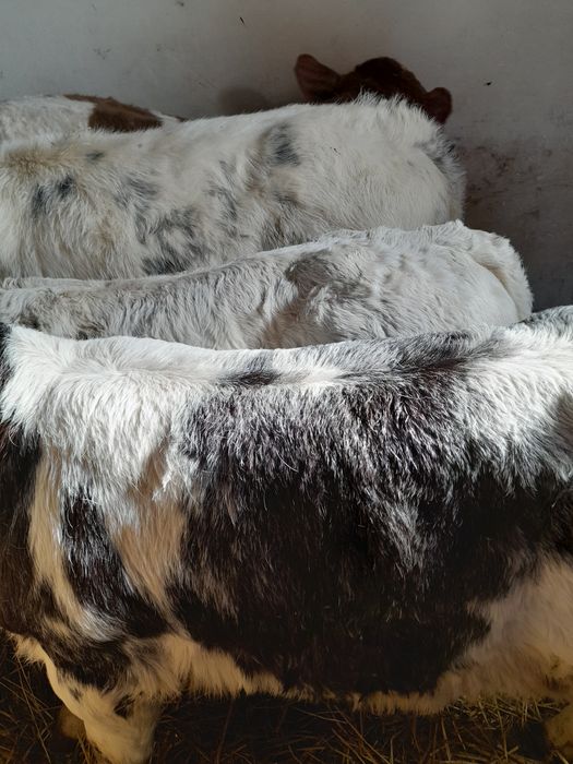 Vitei belgieni,baltati si angus intarcati