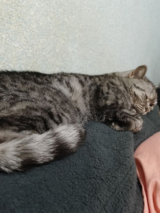 Передержка кошек! КОШКИ НЕ ПРОДАЮТСЯ!