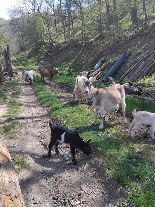 Vand țap alpin francez +capre spaniole