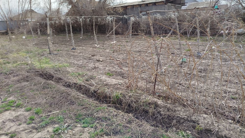 Малина саженцы куст