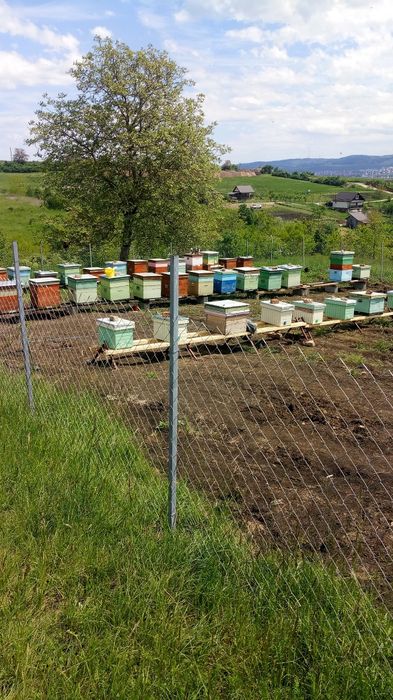 Vand 4 familii de albine .