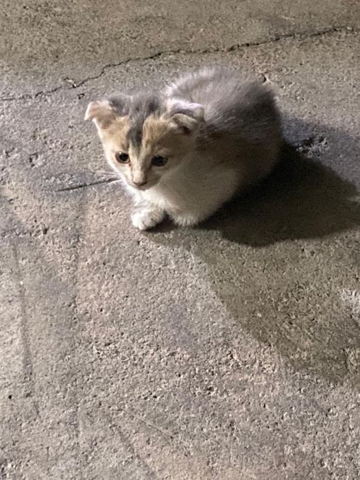 Отдам котят в добрые руки
