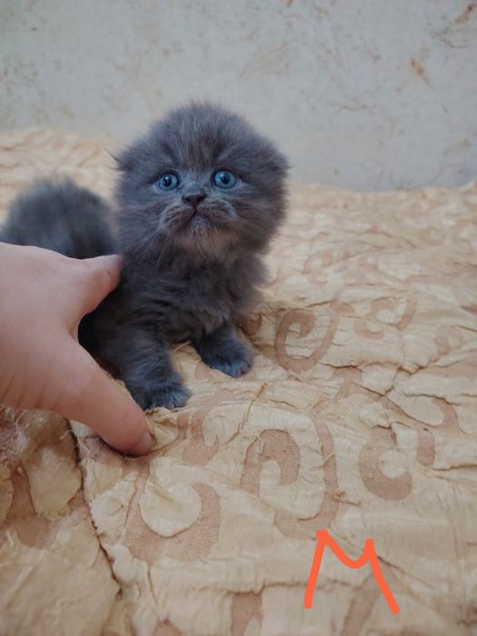 Продаются Шотландские Скотиш Страйт и Фолд