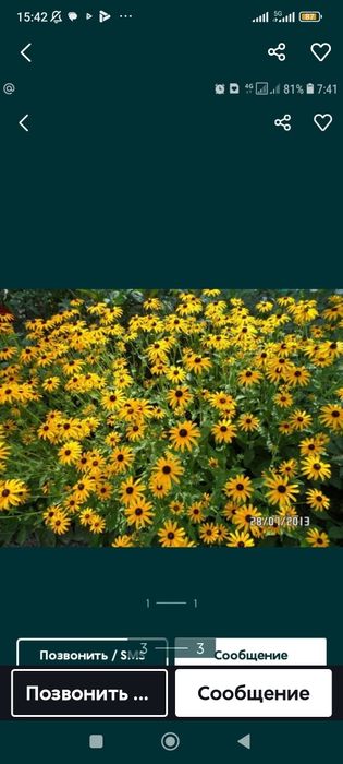 Цветы многолетний