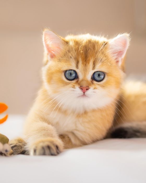 Элитные золотые котята