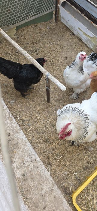 Брама  товуклар ва хуроз