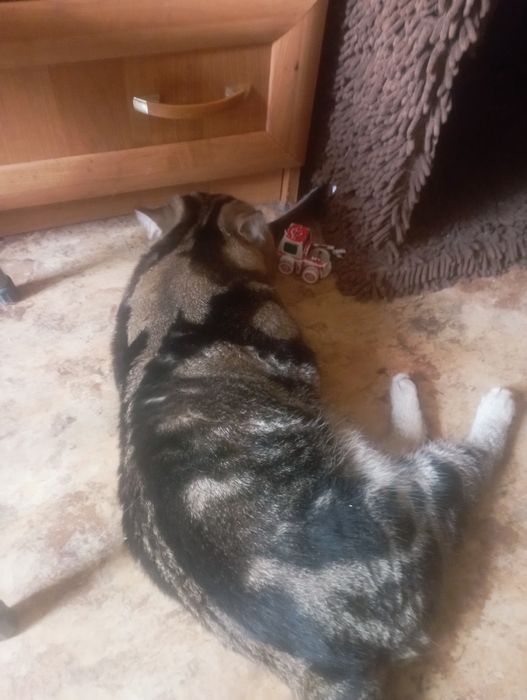 Отдам кота британца