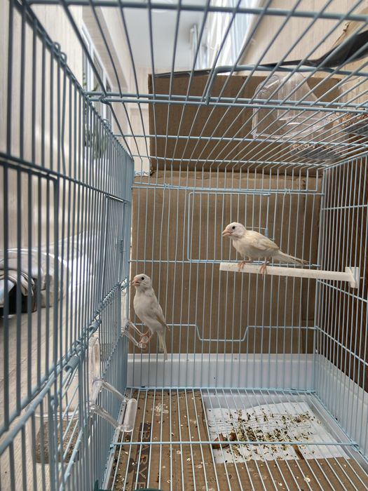 Продам канарейки