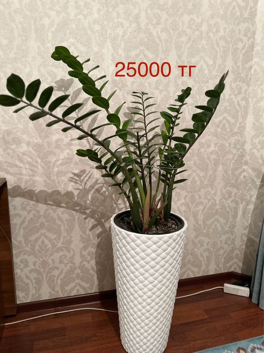 Комнатные цветы долларовые( Замиокулькас)