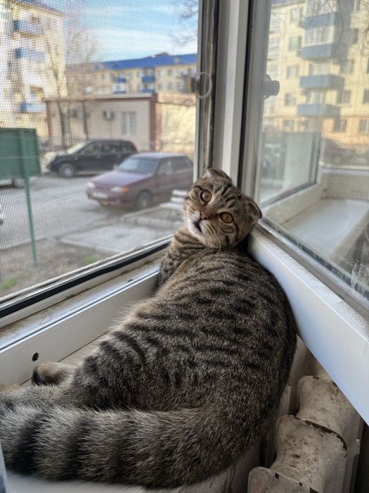 Шотланская вислоуха