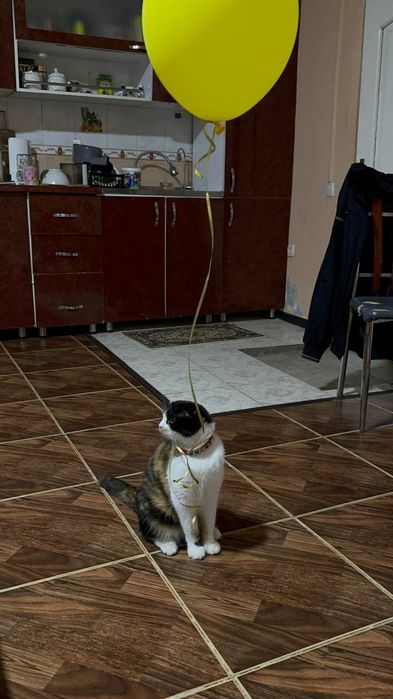 Muwu sotiladi srocna