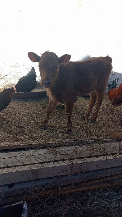 Продам    телёнка