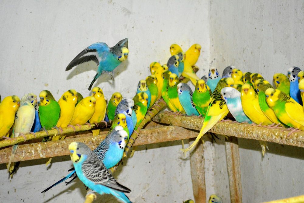 Волнистые попугаи