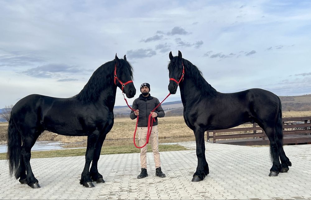 Friesieni Pereche Frizieni Echitatie Calarie