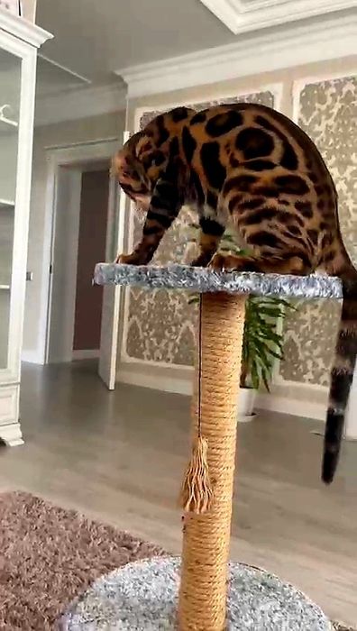 БЕНГАЛЫ..! Домашние мини-леопарды