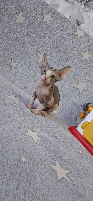 Малыши канадского сфинкса