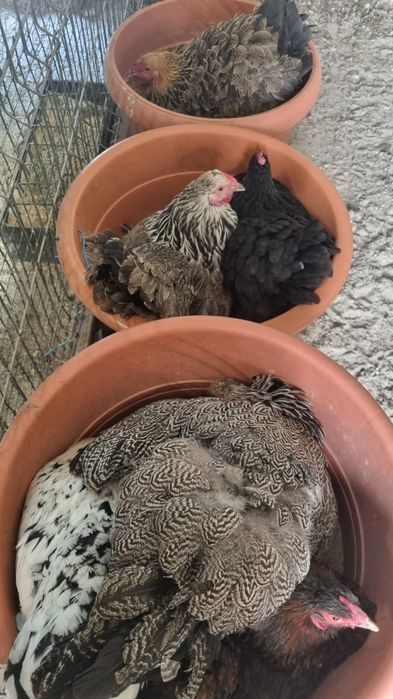 Oua de la diferite gaini de vanzare pentru incubat