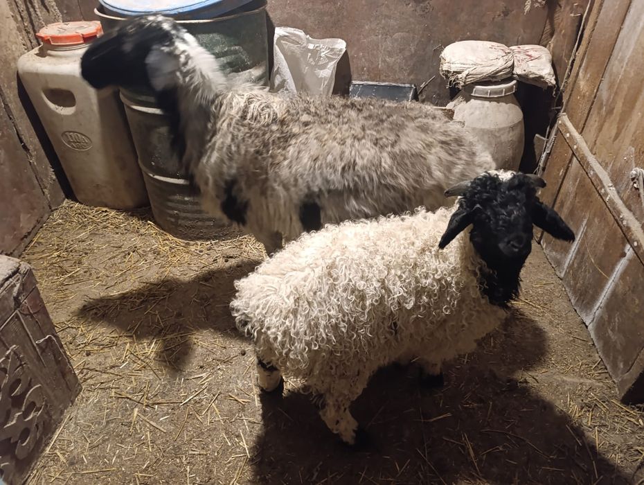 Продам баранчиков годовалые и ягнята 2.5-3 месячные только баранчики