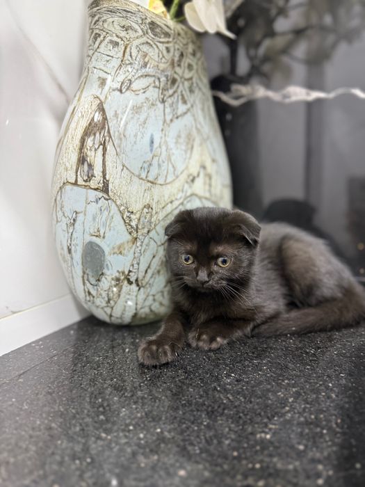 Вислоухий котенок
