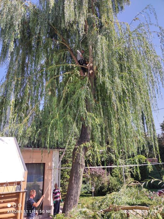 Спил деревьев, санитарная обрезка