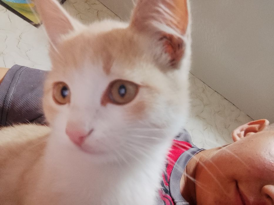 Пропал котёнок   рыжей