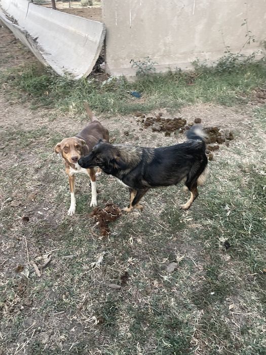 Отдам в хорошие руки милых собак