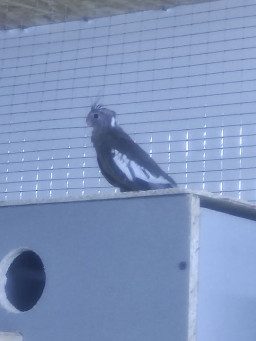 Корелла безщекая