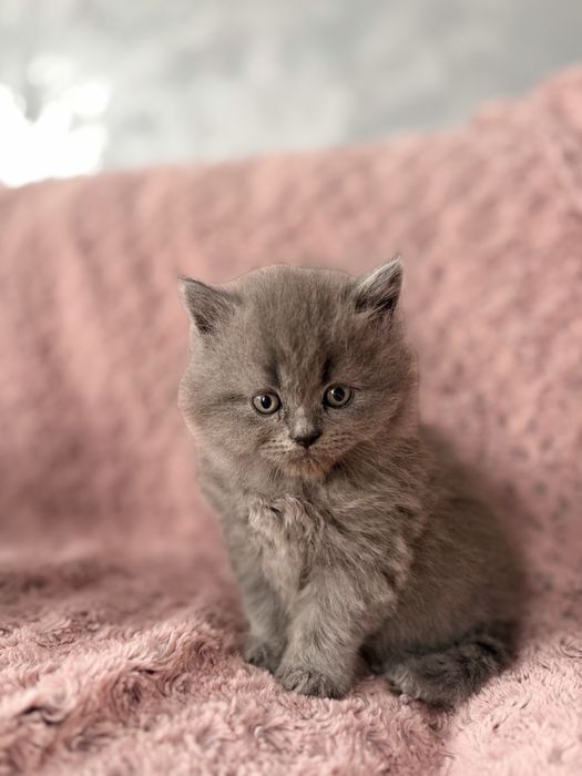 British shorthair si lobghair