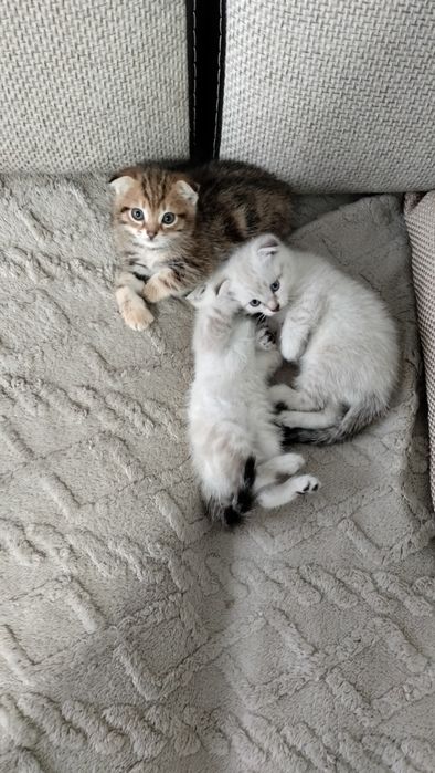 Шотландские вислоухие котята