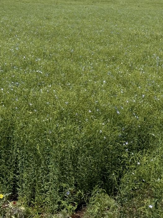 Продам семена льна масличного