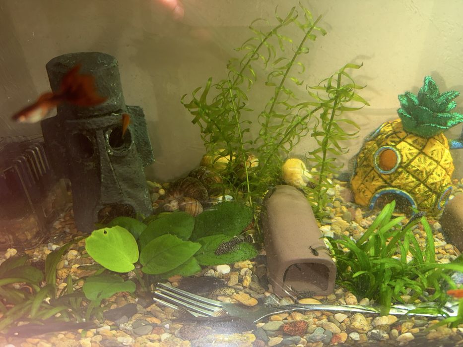 Анциструс мальки