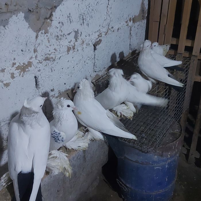 Чернахвость чубати обрезные  старапародный