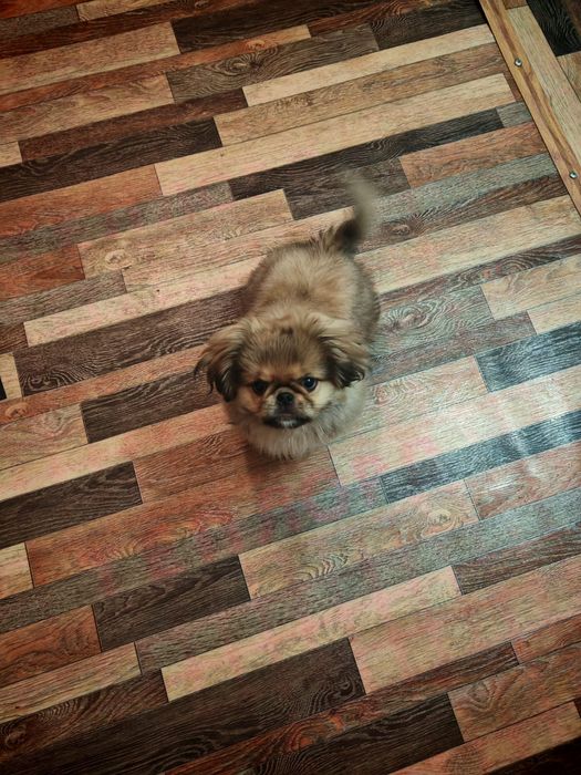 ПЕКИНЕС чистокровный кобель