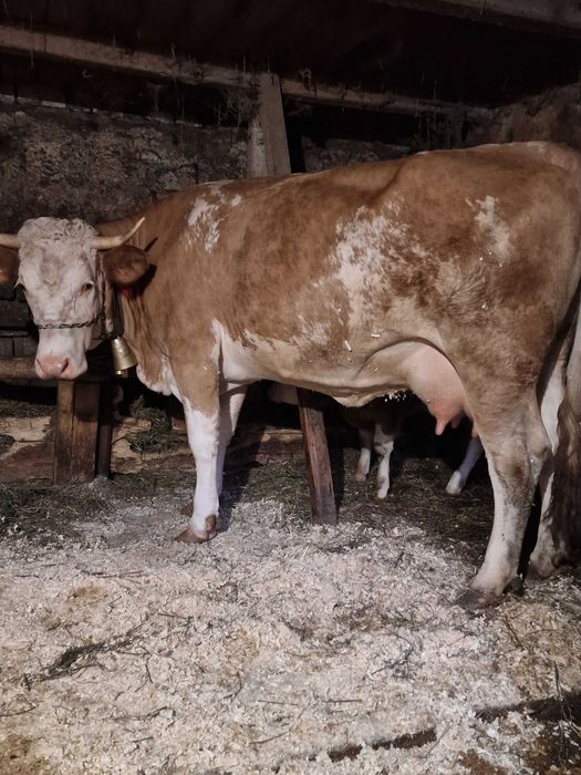 Vand vaca balțată românească