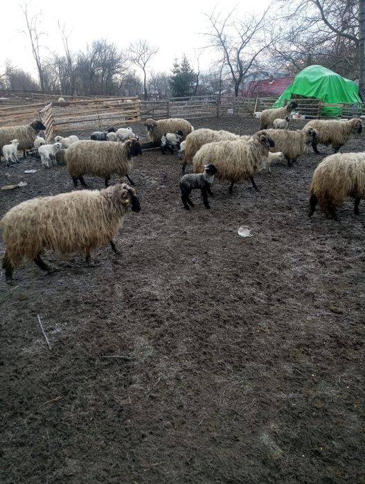 Oi bucălai de vânzare